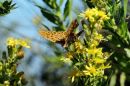 Butterfly on flowers Corfu